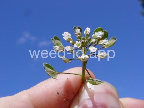 pennycress, thoroughwort